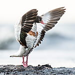 BB 15 0513 / Tadorna tadorna / Gravand